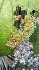 Halysidota cinctipes