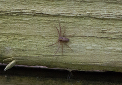 Philodromidae