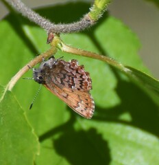 Callophrys eryphon