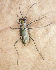 Eunota pamphila