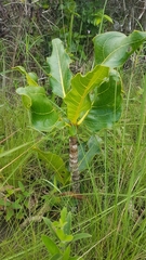 Palicourea rigida