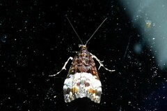 Scoparia minusculalis