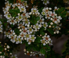 Sannantha tozerensis