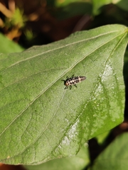 Cheilomenes sexmaculata