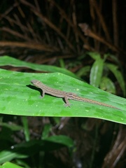 Lepidoblepharis festae