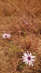 Dimorphotheca spectabilis