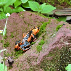 Melanophryniscus rubriventris