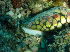 Conus marmoreus