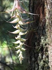 Tillandsia eizii