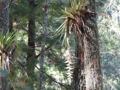 Tillandsia eizii