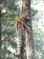 Tillandsia eizii