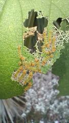Halysidota cinctipes