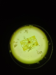 Lithodesmium