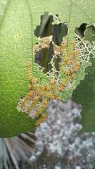 Halysidota cinctipes