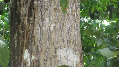 Calophyllum longifolium