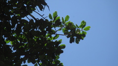 Calophyllum longifolium