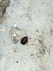 Discocephalinae
