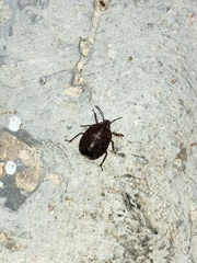 Discocephalinae