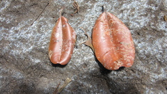 Calophyllum longifolium