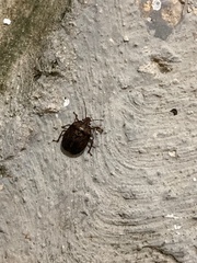 Discocephalinae