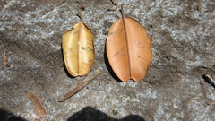 Calophyllum longifolium