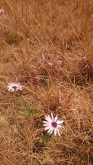 Dimorphotheca spectabilis