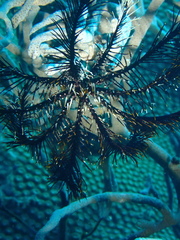 Image of Colobometra perspinosa