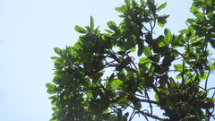 Calophyllum longifolium