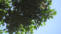 Calophyllum longifolium