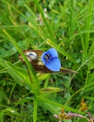 Commelina tuberosa