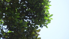 Calophyllum longifolium