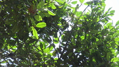Calophyllum longifolium