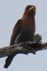 Eurystomus glaucurus suahelicus