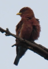 Eurystomus glaucurus suahelicus