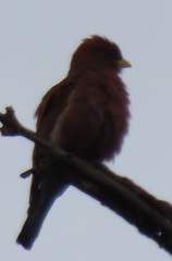 Eurystomus glaucurus suahelicus