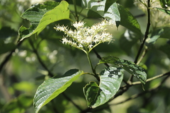 Cornus macrophylla
