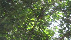 Calophyllum longifolium