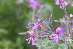 Pelargonium reniforme