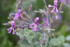 Pelargonium reniforme