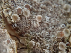 Lecanora albella