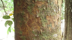 Copaifera aromatica