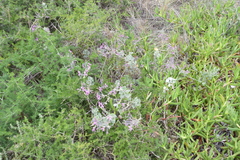 Pelargonium reniforme
