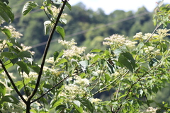Cornus macrophylla