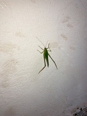 Philophyllia guttulata