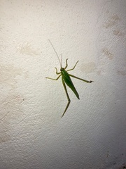 Philophyllia guttulata