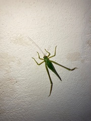 Philophyllia guttulata