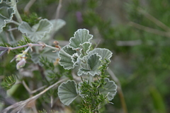 Pelargonium reniforme