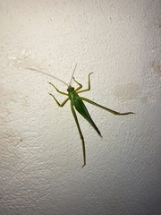 Philophyllia guttulata