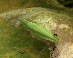 Atractomorpha similis