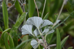 Pelargonium reniforme